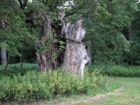 Albums/20090700-Windsor Great Park/2